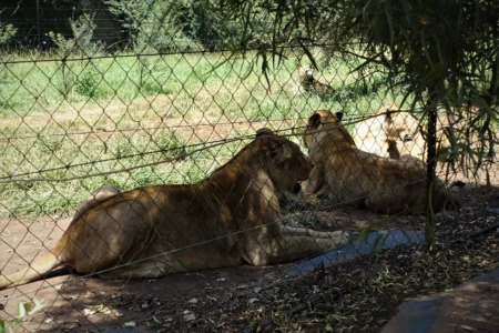 DSC04024.JPG-450x300